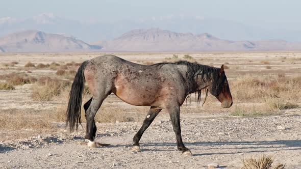 Wild horse stallion walking across dirt road in the Utah West desert alt