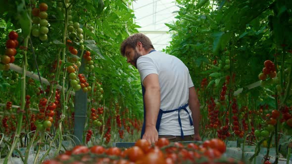 Farmer Transporting Red Tomatoes in Box Checking Quality of Product on Farm alt