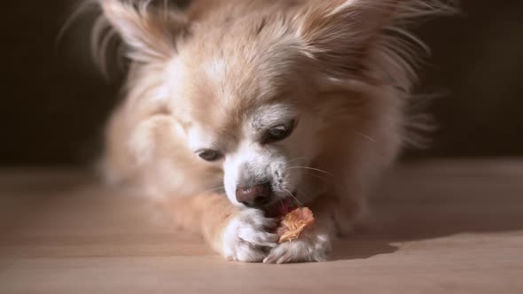 light brown color fur chihuahua dog laying down chewing beef snack with joyful