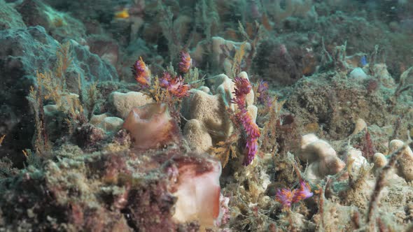 Multiple vibrant pink and purple sea creatures called Nudibranchs on a coral reef. Underwater view alt