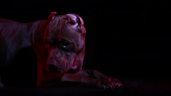 Tired American Pit Bull Terrier Lies in the Studio on a Black Background in Red Neon Light alt