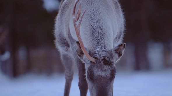 One horned reindeer searching for food, near a snow capped forest, in Lapland, Finland alt