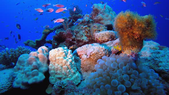 Underwater Vibrant Fish