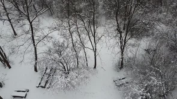 The forest in winter #2