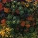 Dense autumn forest with multicolored foliage from aerial top view. - VideoHive Item for Sale