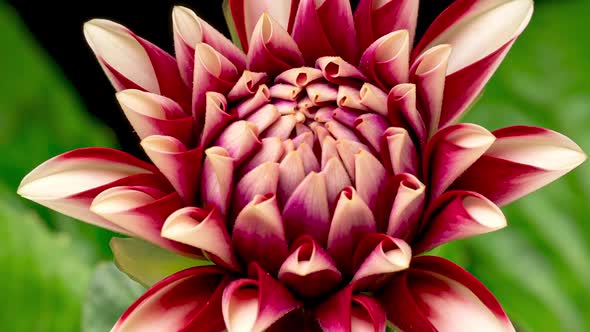 Time Lapse of Blooming Red White Dahlia alt