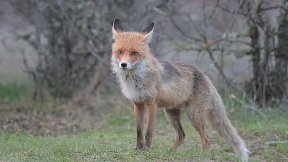 Adult red fox Vulpes vulpes in the forest