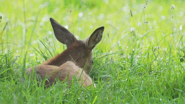 Fallow Deer Is Lying in Grass and Chewing Something. Dama Dama, Ruminant Mammal, alt