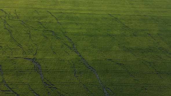 Aerial View of Cinematic Endless Green Grain Field Drone View with Large Cracks alt
