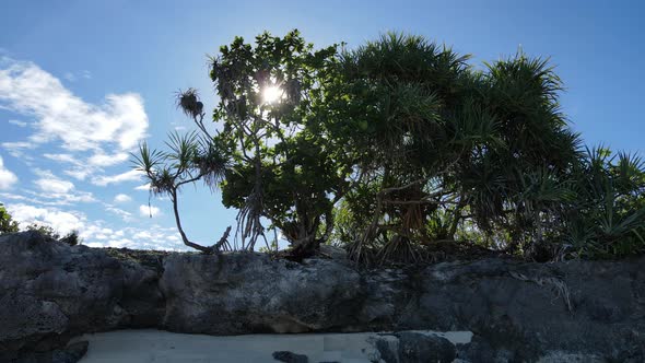 Thickets on the Coast of the Island of Zanzibar Tanzania Slow Motion alt