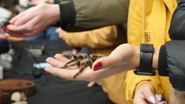 Spider Sitting on Female Hand