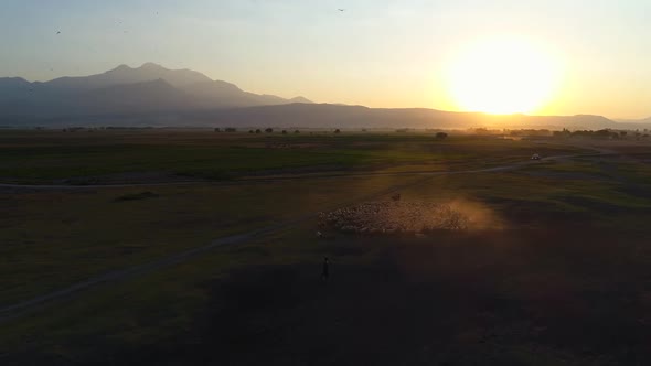 Sunrise Sheep Herd alt