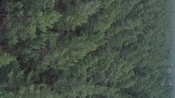 Vertical Video of Pine Forest Aerial View Slow Motion alt