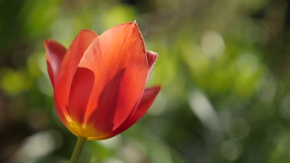 Close-up flower bulb of Tulipa gesneriana slow-mo  1920X1080 HD footage - Slow motion  red  tulip li alt