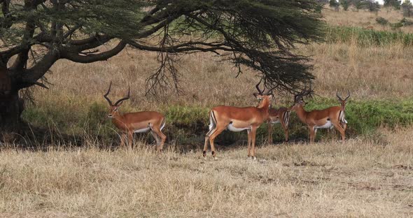 Impala, aepyceros melampus, Group of Males walking in Savannah, Nairobi Park in Kenya, Real Time 4K alt