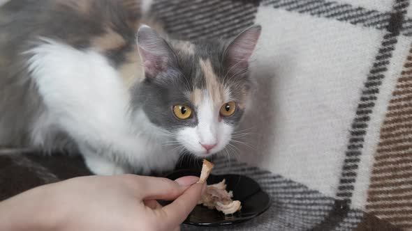 Feeds a Cat with Hands alt