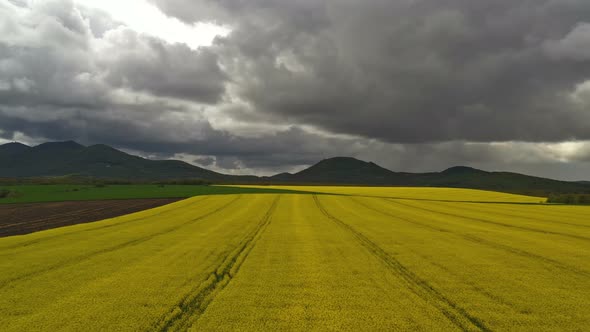 Rapeseed Plantations Under Cloudy Sky alt