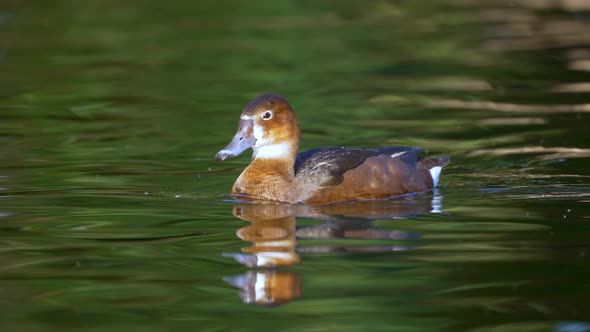 Female rosybill swimming on the rippling water surface. Waterfowl also known as rosy-billed pochard alt