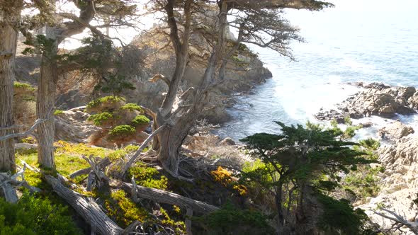 Ocean Waves Cypress Pine Tree Forest 17Mile Drive Monterey California Coast