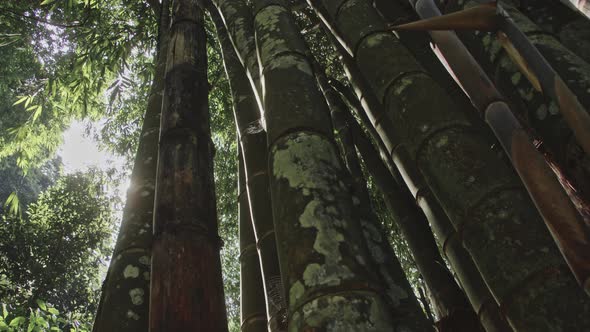 Close Up of a Beautiful Green Bamboo Grove with Sunshine Hitting Through alt