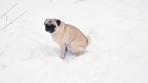 Funny Pug Dog Looking Surprised in Snowy Weather alt