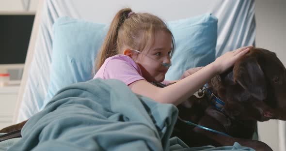 Portrait of Smiling Little Girl Stroking Brown Labrador Lying in Hospital Bed alt