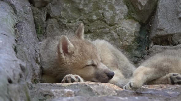 White Wolf Cub on the Rocks alt