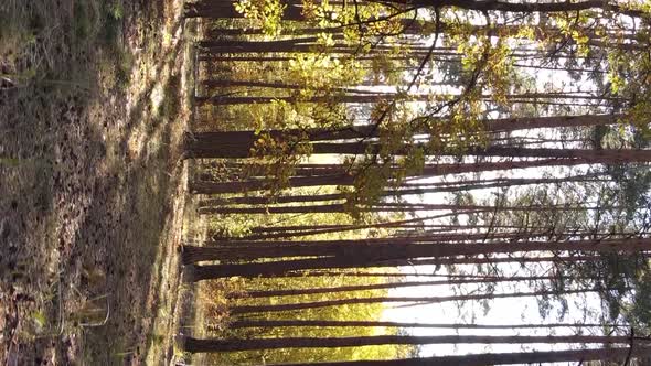 Vertical Video of an Autumn Forest During the Day in Ukraine alt