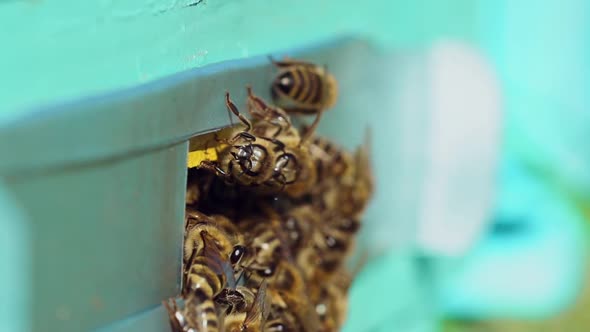 Lots of bees at beehive entrance. Swarm of bees at the entrance of beehive alt