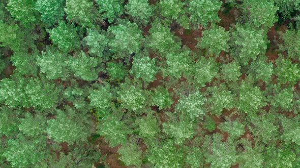 Drone Panorama of Pine Treetops alt