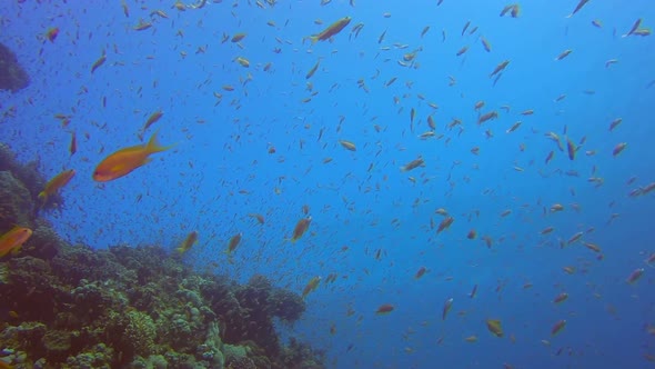 Beautiful Underwater Colorful Life alt