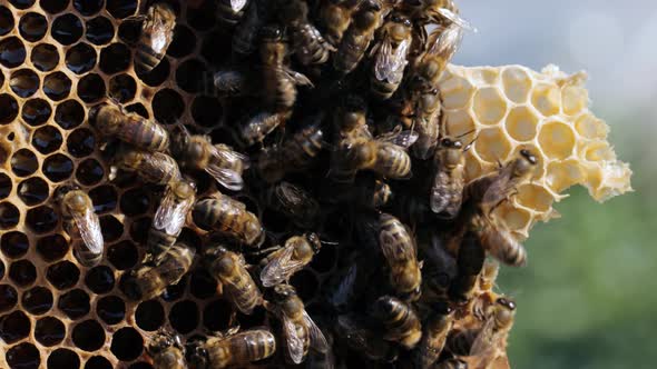 Bees on honeycomb in closeup