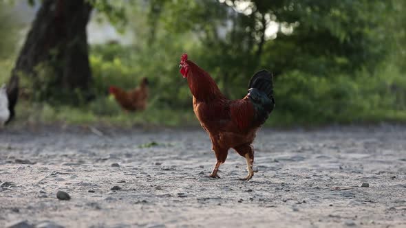 brown domestic rooster chicken is walking on eco home farm. One hen bird in nature on backyard 