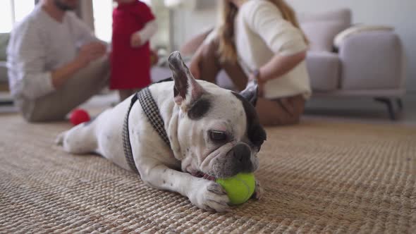 Happy Parents Playing with Adorable Daughter While French Bulldog Licking a Ball