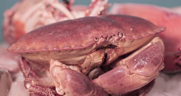 Red Crab Moves ITs Feelers With Claws Tucked In