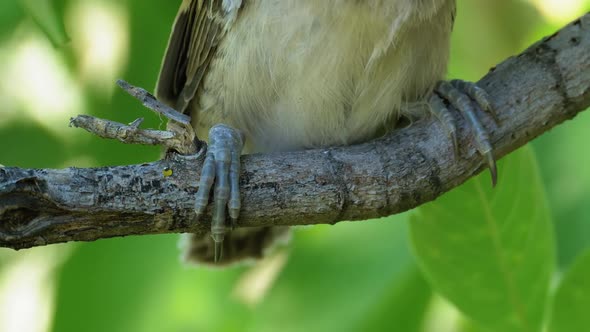 Nestling Sitting on a Tree Branch in Green Forest. Muzzle of Bird or Chick alt