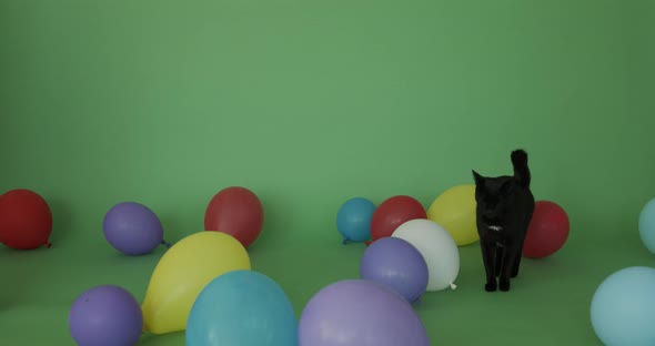 Beautiful Black Cat alt