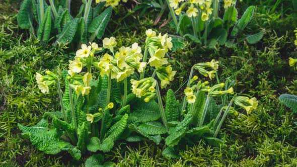 Fresh Spring Primula Veris Herbs Flowers Bloom Fast in Green Moss Meadow Growing alt