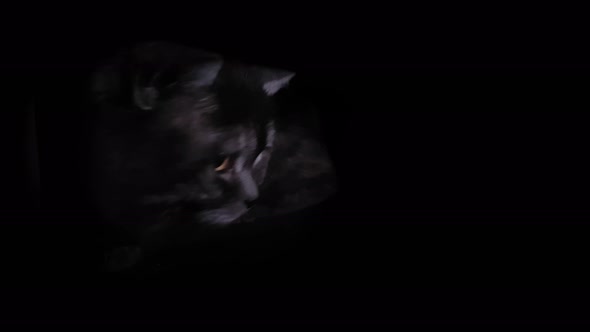 Adult beautiful plump cat looks out of the dark.