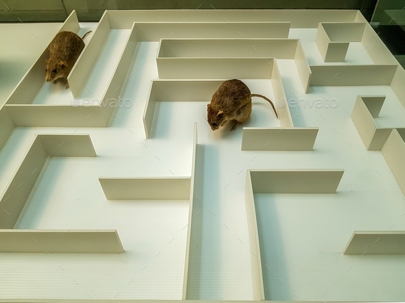 Scientific research of the behavior of rats in the white maze in the ...