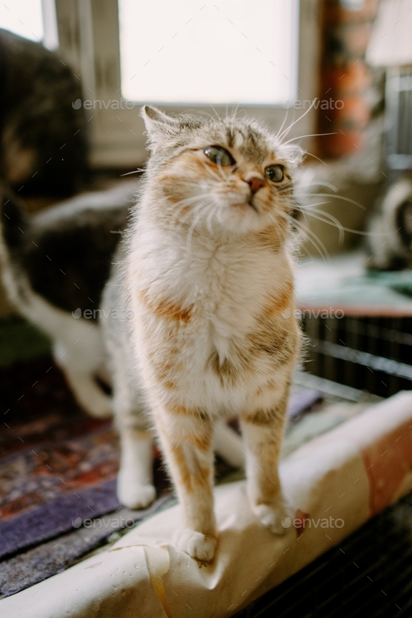 funny emotional cat from shelter, helping homeless animals, cute cat, portrait