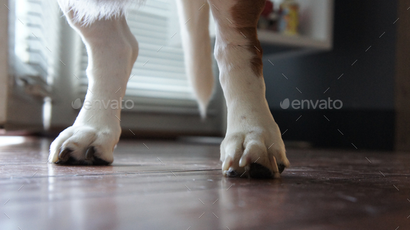 Dogs paws on hardwood floor