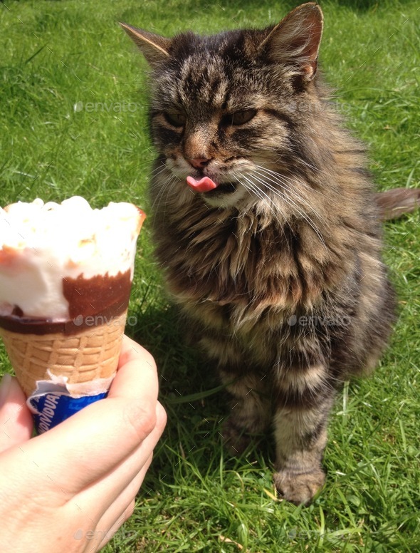 Pet cat enjoying a frozen treat