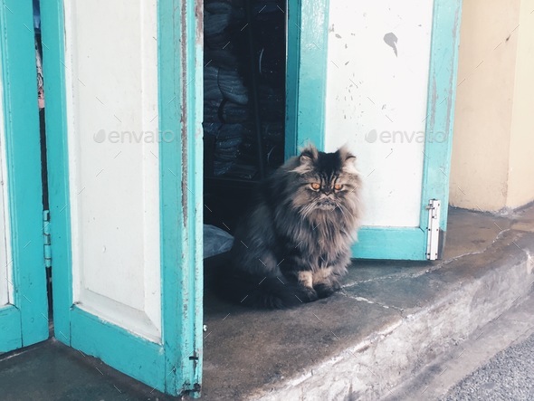 Hello world. Cat sitting at open door