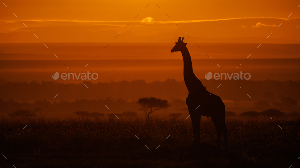 A Giraffe at Sunrise in Africa