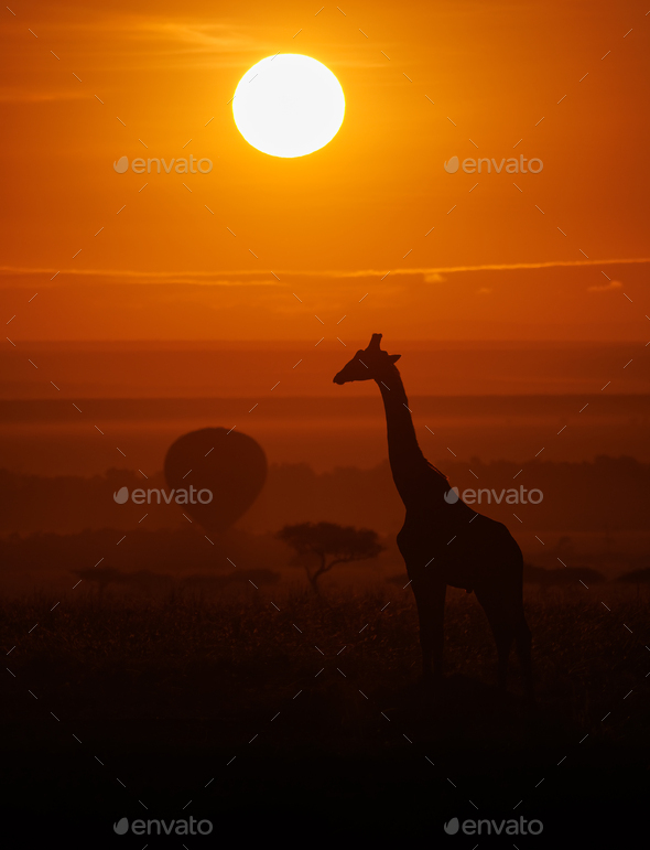 A Giraffe at Sunrise in Africa