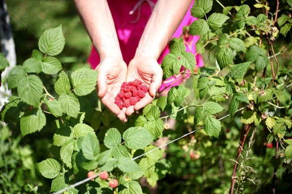 Fresh raspberries  - Stock Photo - Images