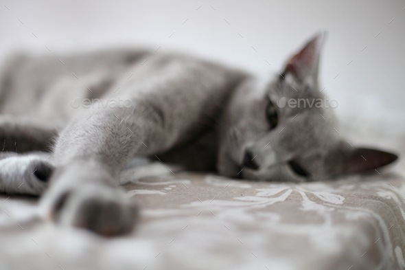 Cute cat  - Stock Photo - Images