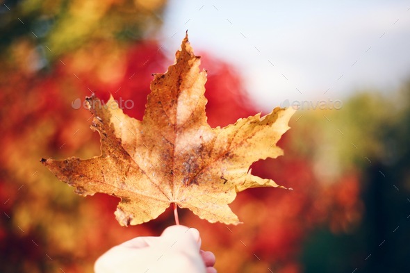 Autumn season  - Stock Photo - Images