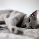 Cute cat  - PhotoDune Item for Sale